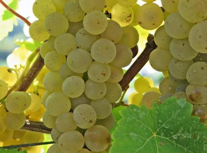 Penzion Haus Marientaler Au Gbr